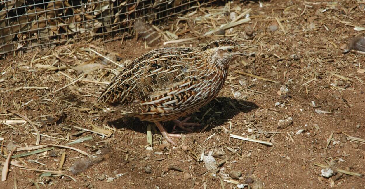 Codornas e Aves Menores