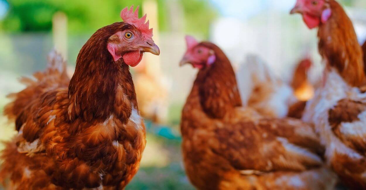Galinhas e Frangos