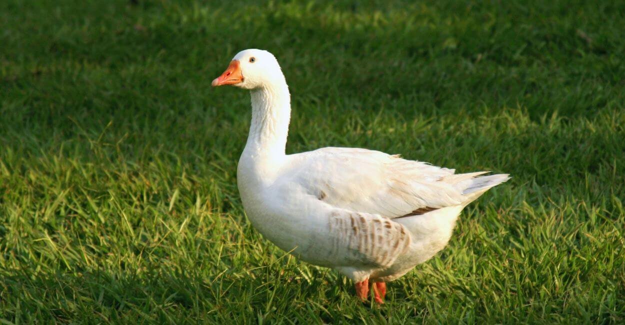 Patos e Marrecos